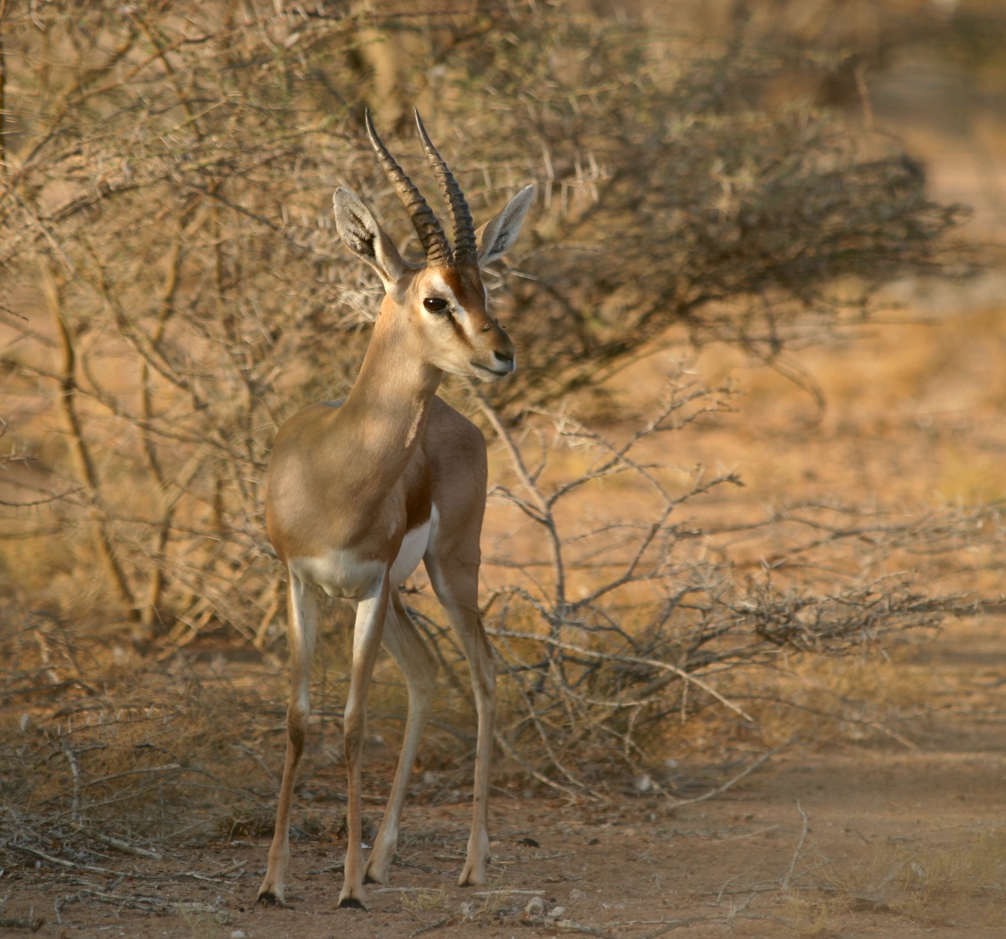 Sauvetage de bébés gazelles • Décan Djibouti